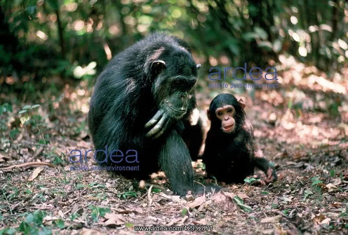 : CHIMPANZEE - Fifi with Ferdinand, 1 yr old : CHIMPANZEE - Fifi with Ferdinand, 1 yr old