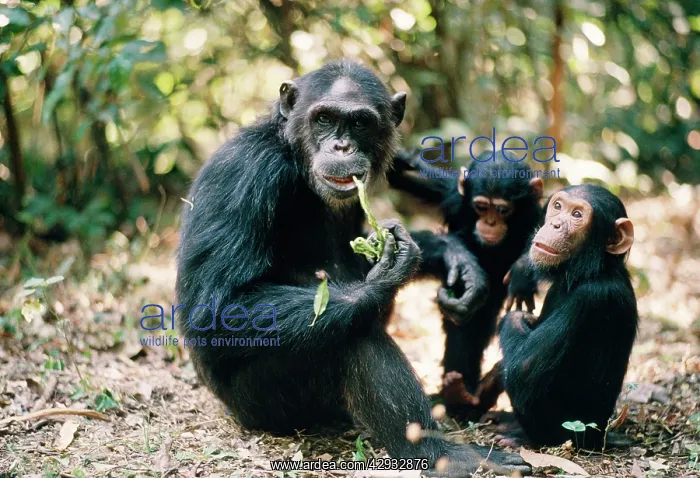 : Chimpanzee - Fifi Ferdinand Faustina : Chimpanzee - Fifi Ferdinand Faustina