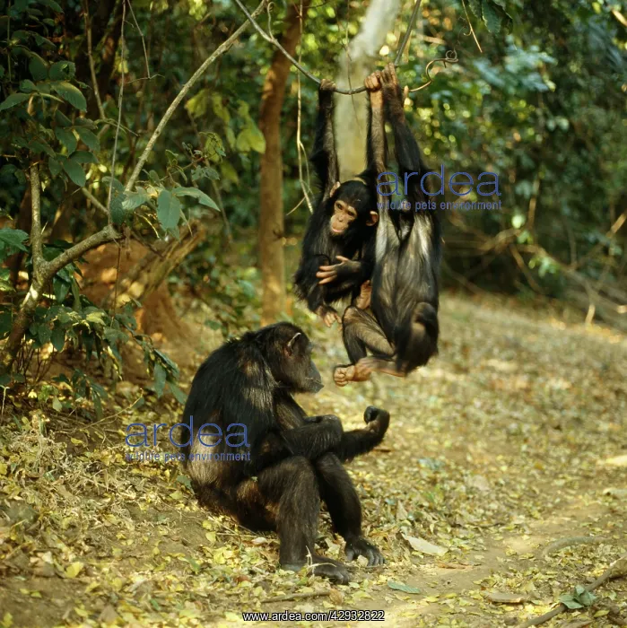 : Chimpanzee - Fifi Ferdinand & Faustino : Chimpanzee - Fifi Ferdinand & Faustino