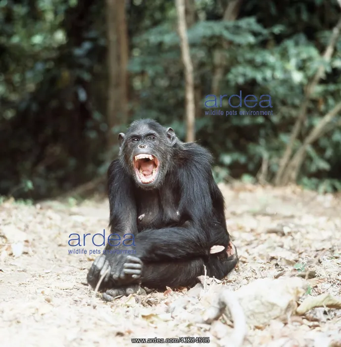 : CHIMPANZEE - Fifi yawning : CHIMPANZEE - Fifi yawning