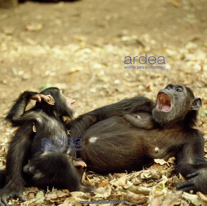 : Chimpanzee - Fifi with one year old Ferdinand : Chimpanzee - Fifi with one year old Ferdinand