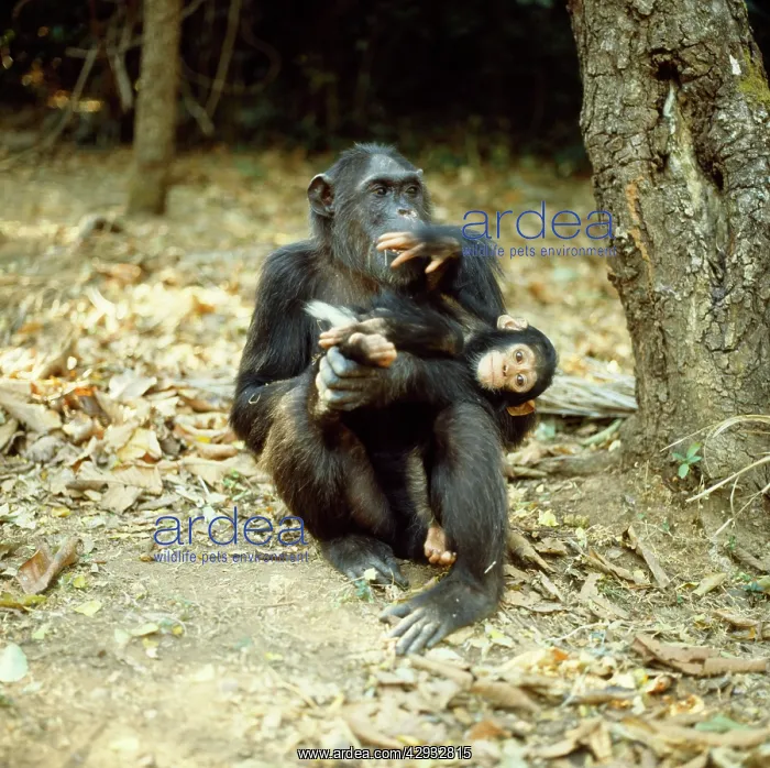 : Chimpanzee - Fifi with one year old Ferdinand : Chimpanzee - Fifi with one year old Ferdinand