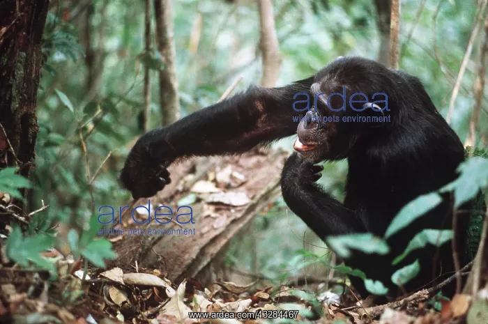 : CHIMPANZEE - fishing for Safari ants : CHIMPANZEE - fishing for Safari ants