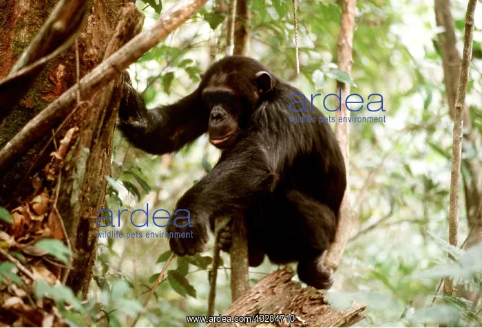 : CHIMPANZEE - fishing for Safari ants : CHIMPANZEE - fishing for Safari ants