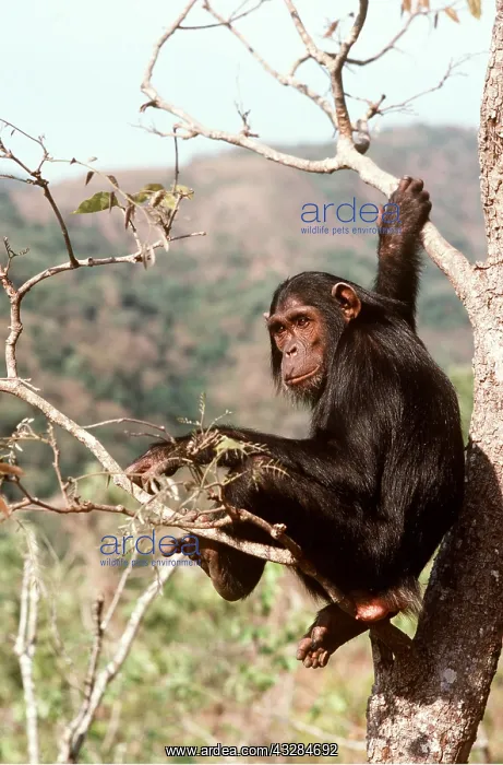 : CHIMPANZEE - Flossie in tree : CHIMPANZEE - Flossie in tree