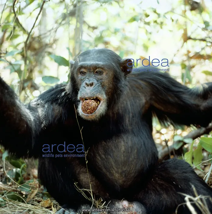 : Chimpanzee - Freud, alpha male, 23 years old : Chimpanzee - Freud, alpha male, 23 years old