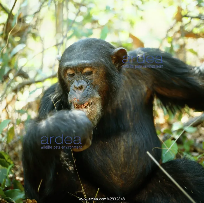 : Chimpanzee - Freud alpha male 23 years old, eating : Chimpanzee - Freud alpha male 23 years old, eating