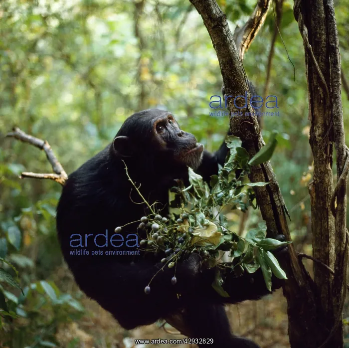 : Chimpanzee - Freud with berries (Pseudospondias : Chimpanzee - Freud with berries (Pseudospondias