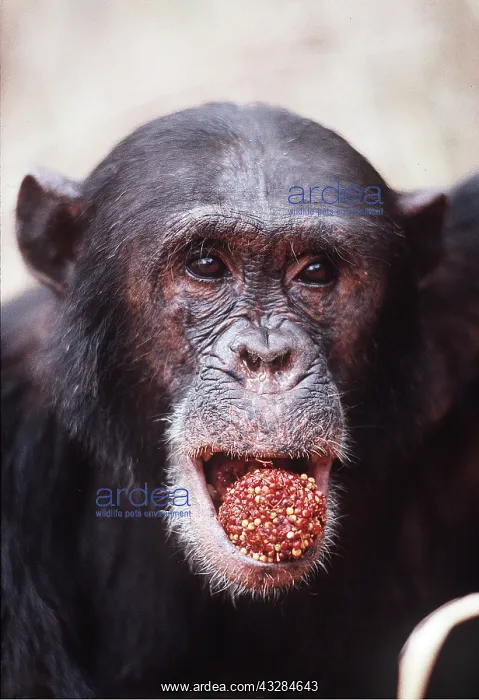 : CHIMPANZEE - Freud eating Harungana madagascariensis : CHIMPANZEE - Freud eating Harungana madagascariensis