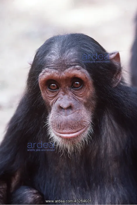 : CHIMPANZEE - Galahad, 5yrs male : CHIMPANZEE - Galahad, 5yrs male