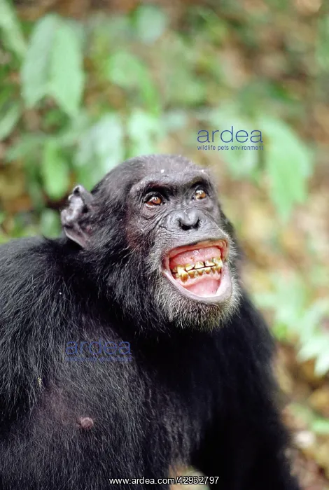: CHIMPANZEE - Gigi excited by Colobus hunt : CHIMPANZEE - Gigi excited by Colobus hunt