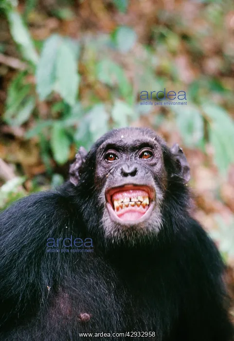 : CHIMPANZEE - Gigi excited by Colobus hunt, with : CHIMPANZEE - Gigi excited by Colobus hunt, with