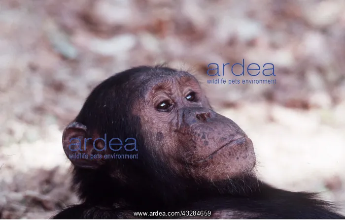 : CHIMPANZEE - Gimble, 16 year old male : CHIMPANZEE - Gimble, 16 year old male