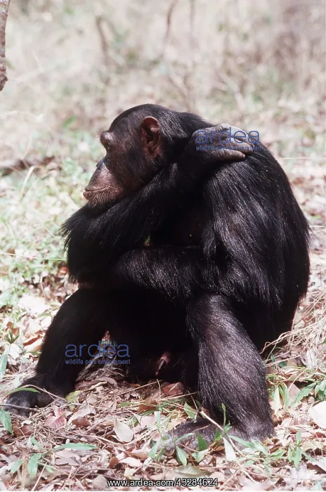 : CHIMPANZEE - Gimble, male. 16 years old : CHIMPANZEE - Gimble, male. 16 years old