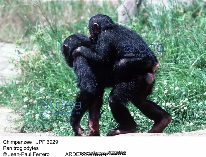 : CHIMPANZEE - giving piggyback to second chimpanzee : CHIMPANZEE - giving piggyback to second chimpanzee