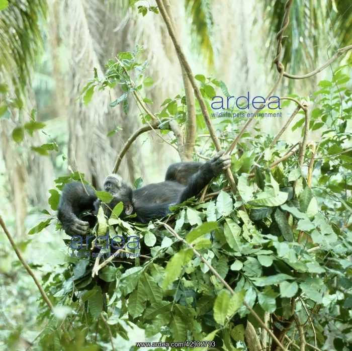 : Chimpanzee - Goblin a 29 year old alpha male : Chimpanzee - Goblin a 29 year old alpha male