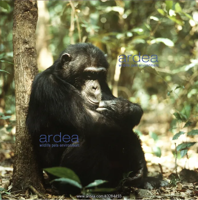 : CHIMPANZEE - Goblin 29 Year old ex-alpha male : CHIMPANZEE - Goblin 29 Year old ex-alpha male