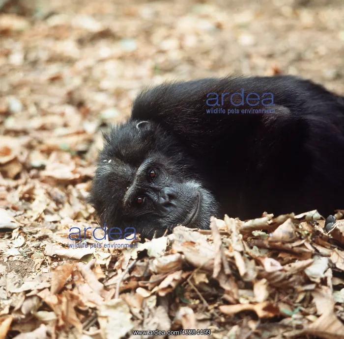: CHIMPANZEE - Goblin 29 Year old ex-alpha male : CHIMPANZEE - Goblin 29 Year old ex-alpha male