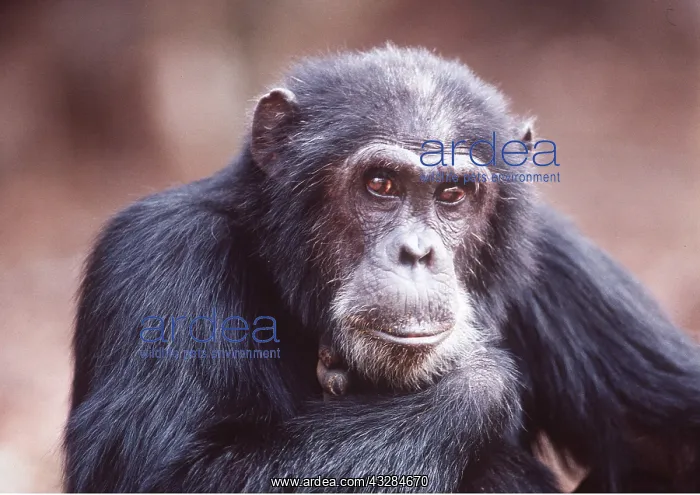 : CHIMPANZEE - Goblin - 29 years old : CHIMPANZEE - Goblin - 29 years old