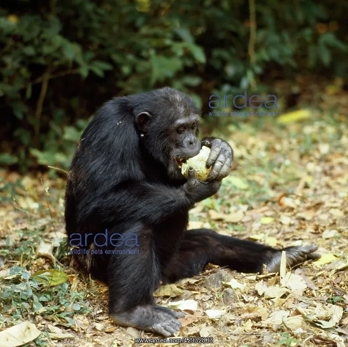 : Chimpanzee - Goblin eating fruit of Conopharyngia : Chimpanzee - Goblin eating fruit of Conopharyngia