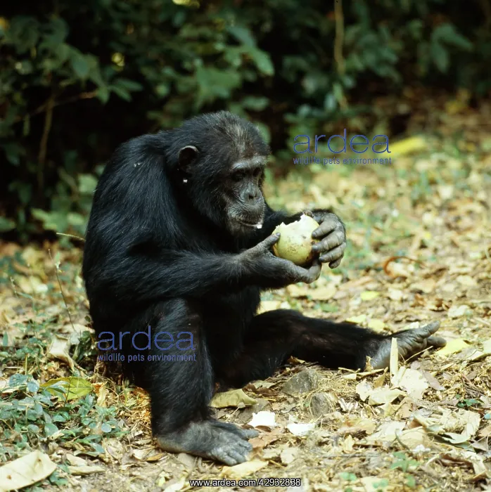 : Chimpanzee - Goblin Eating fruit Conopharyngia : Chimpanzee - Goblin Eating fruit Conopharyngia