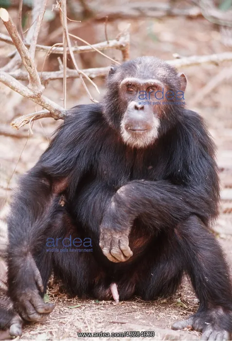 : CHIMPANZEE - Goblin ex-alpha male, 29 years old : CHIMPANZEE - Goblin ex-alpha male, 29 years old