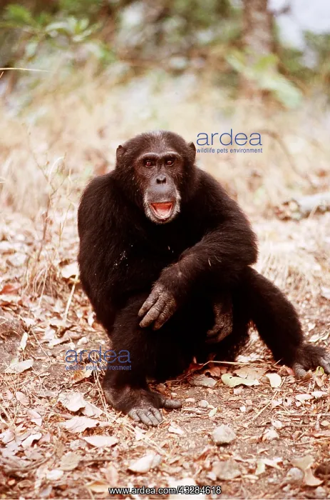 : CHIMPANZEE - Goblin, male : CHIMPANZEE - Goblin, male