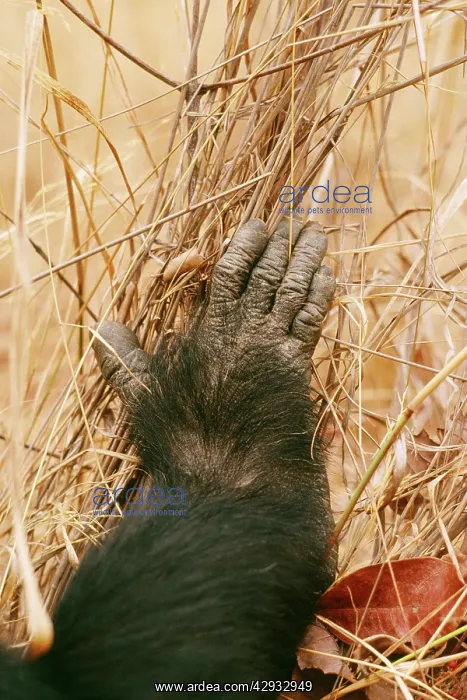  : Chimpanzee - Goblin's right foot