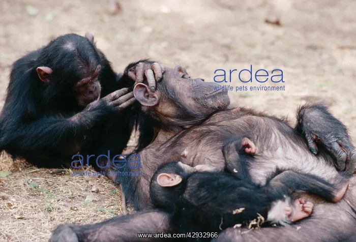  : CHIMPANZEE - grooming, Galahad grooming Gremlin & baby