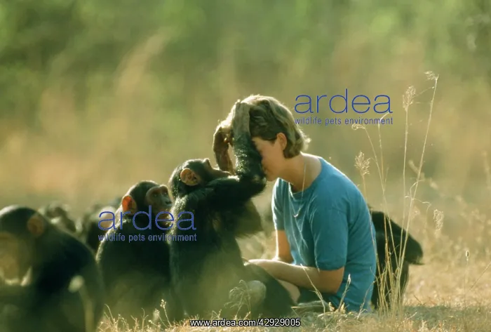 : CHIMPANZEE - group and researcher : CHIMPANZEE - group and researcher