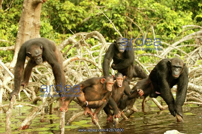  : CHIMPANZEE - group together, on Mangrove branches
