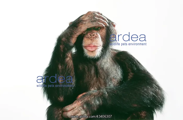 : CHIMPANZEE - Hand over eyes : CHIMPANZEE - Hand over eyes