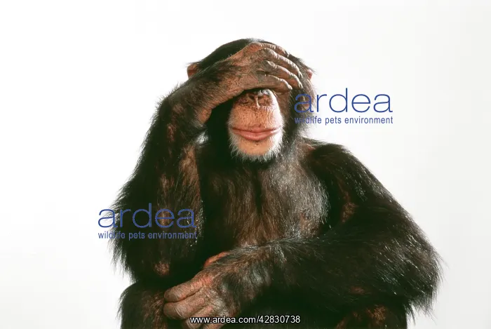 : Chimpanzee - hand over eyes See No Evil : Chimpanzee - hand over eyes See No Evil
