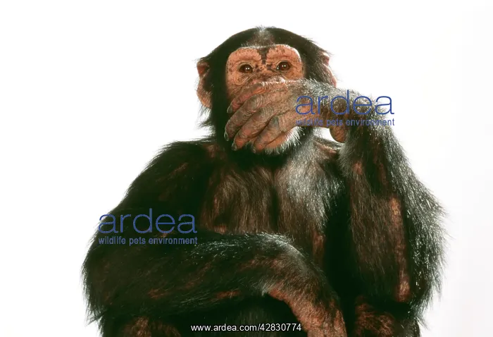 : Chimpanzee - hand over mouth Speak No Evil : Chimpanzee - hand over mouth Speak No Evil