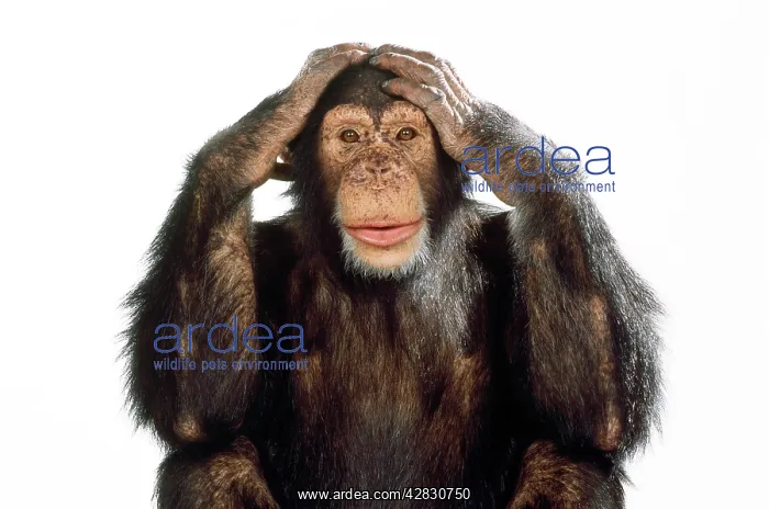 : Chimpanzee - hands over ears Hear No Evil : Chimpanzee - hands over ears Hear No Evil