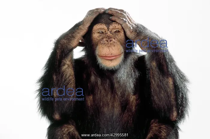 : Chimpanzee - hands on head - headache - hear : Chimpanzee - hands on head - headache - hear