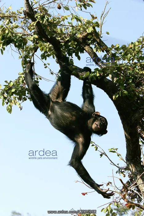 : Chimpanzee - hanging from branch : Chimpanzee - hanging from branch