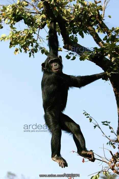 : Chimpanzee - hanging from branch : Chimpanzee - hanging from branch