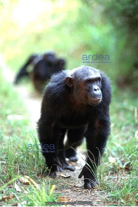  : CHIMPANZEE - knuckle walking, on all fours