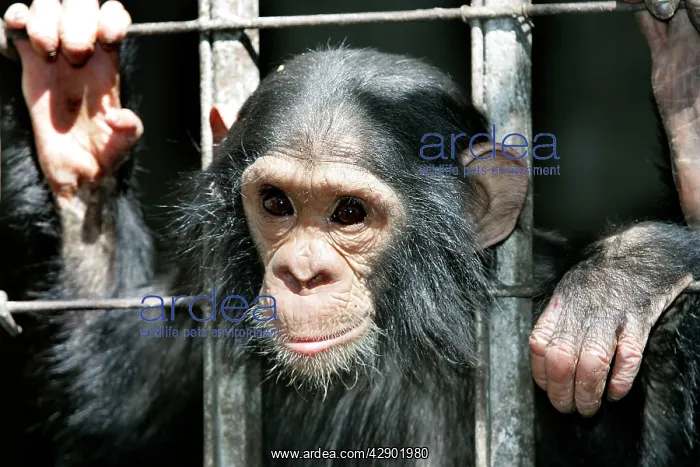 : Chimpanzee - looking through bars : Chimpanzee - looking through bars