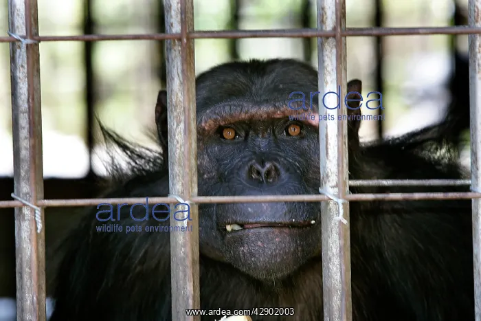 : Chimpanzee - looking through bars : Chimpanzee - looking through bars