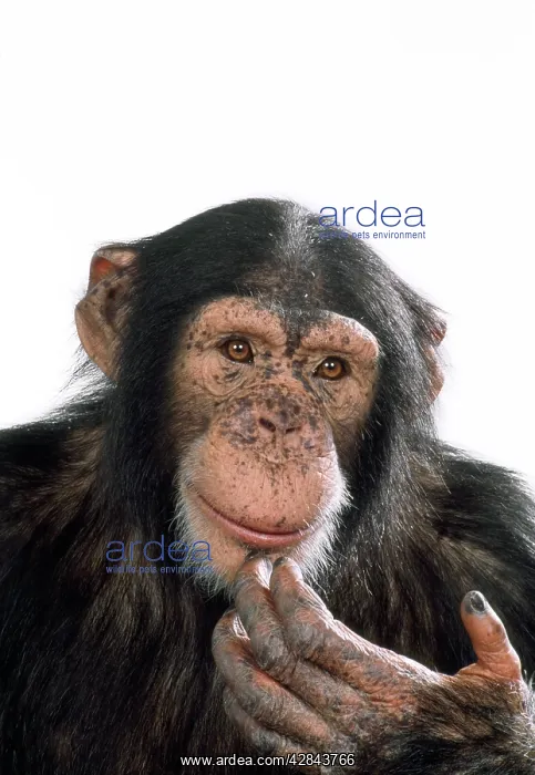 : CHIMPANZEE - Looking pensive : CHIMPANZEE - Looking pensive