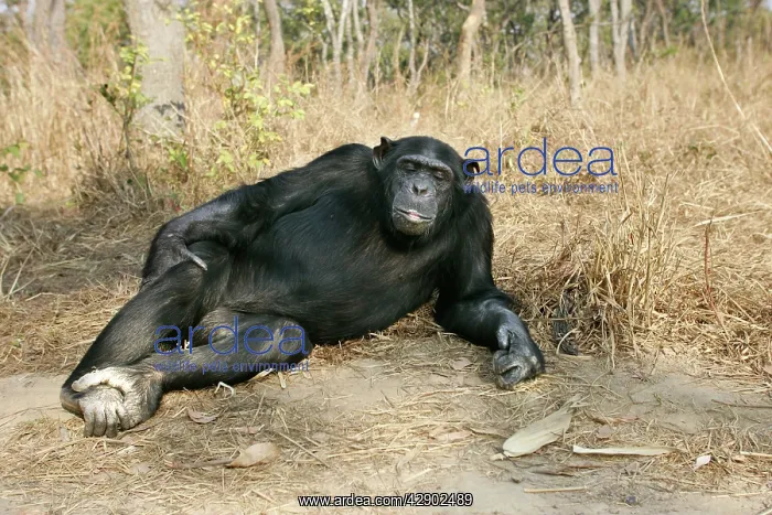 : Chimpanzee - lying down : Chimpanzee - lying down