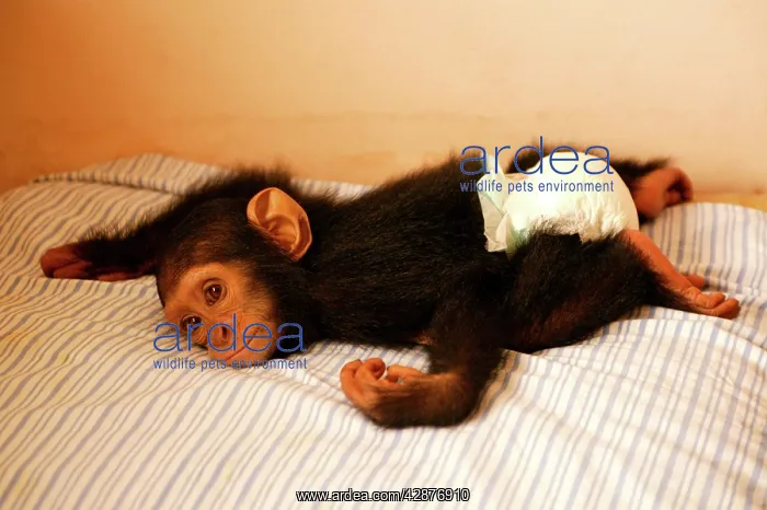 : CHIMPANZEE - lying on bed at Orphanage / Nursery : CHIMPANZEE - lying on bed at Orphanage / Nursery