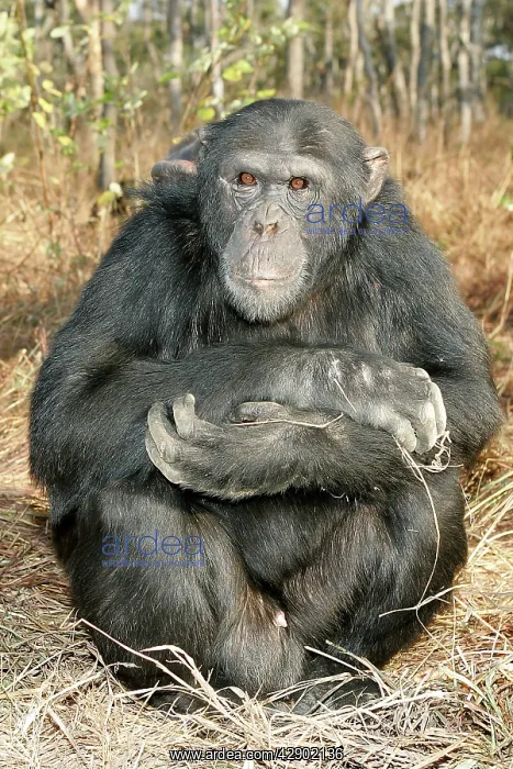 : Chimpanzee - male sitting : Chimpanzee - male sitting
