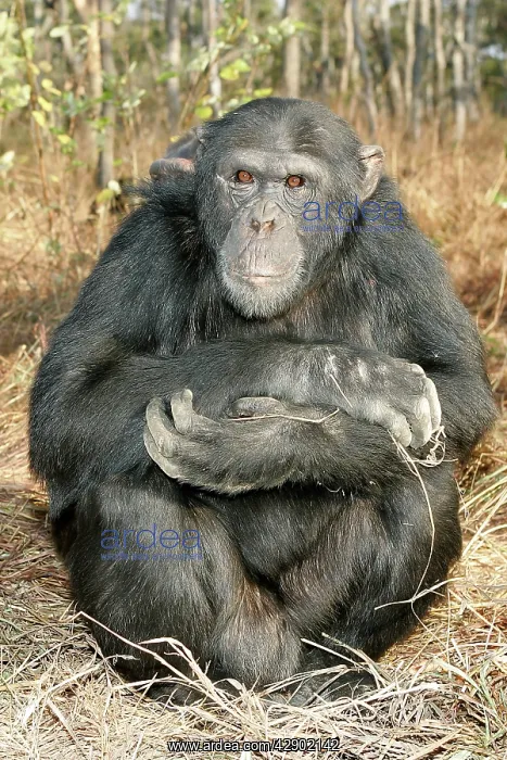 : Chimpanzee - male sitting : Chimpanzee - male sitting