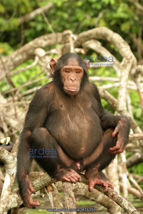 : CHIMPANZEE - male, sitting on branches : CHIMPANZEE - male, sitting on branches