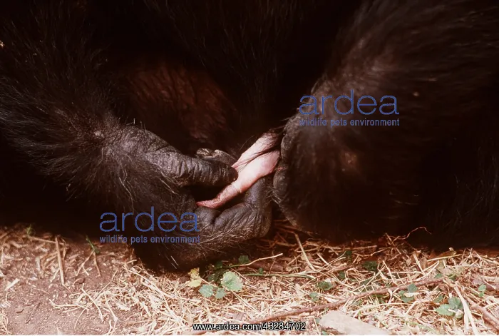 : CHIMPANZEE - Masturbating, playing with penis : CHIMPANZEE - Masturbating, playing with penis