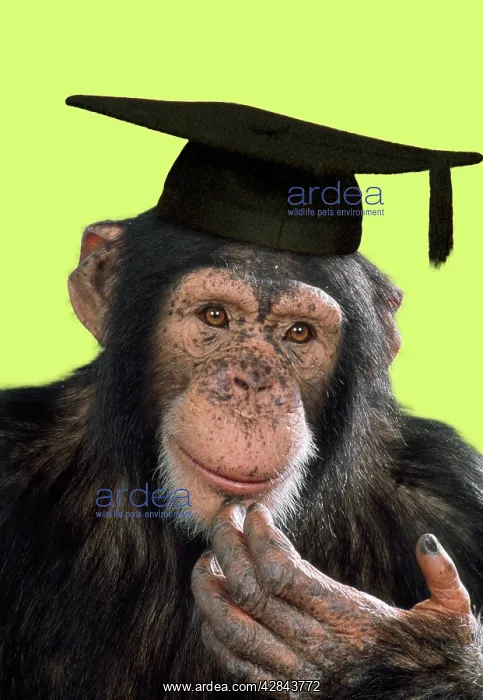 : Chimpanzee - in mortarboard : Chimpanzee - in mortarboard