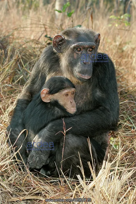 : Chimpanzee - mother and young, sitting : Chimpanzee - mother and young, sitting